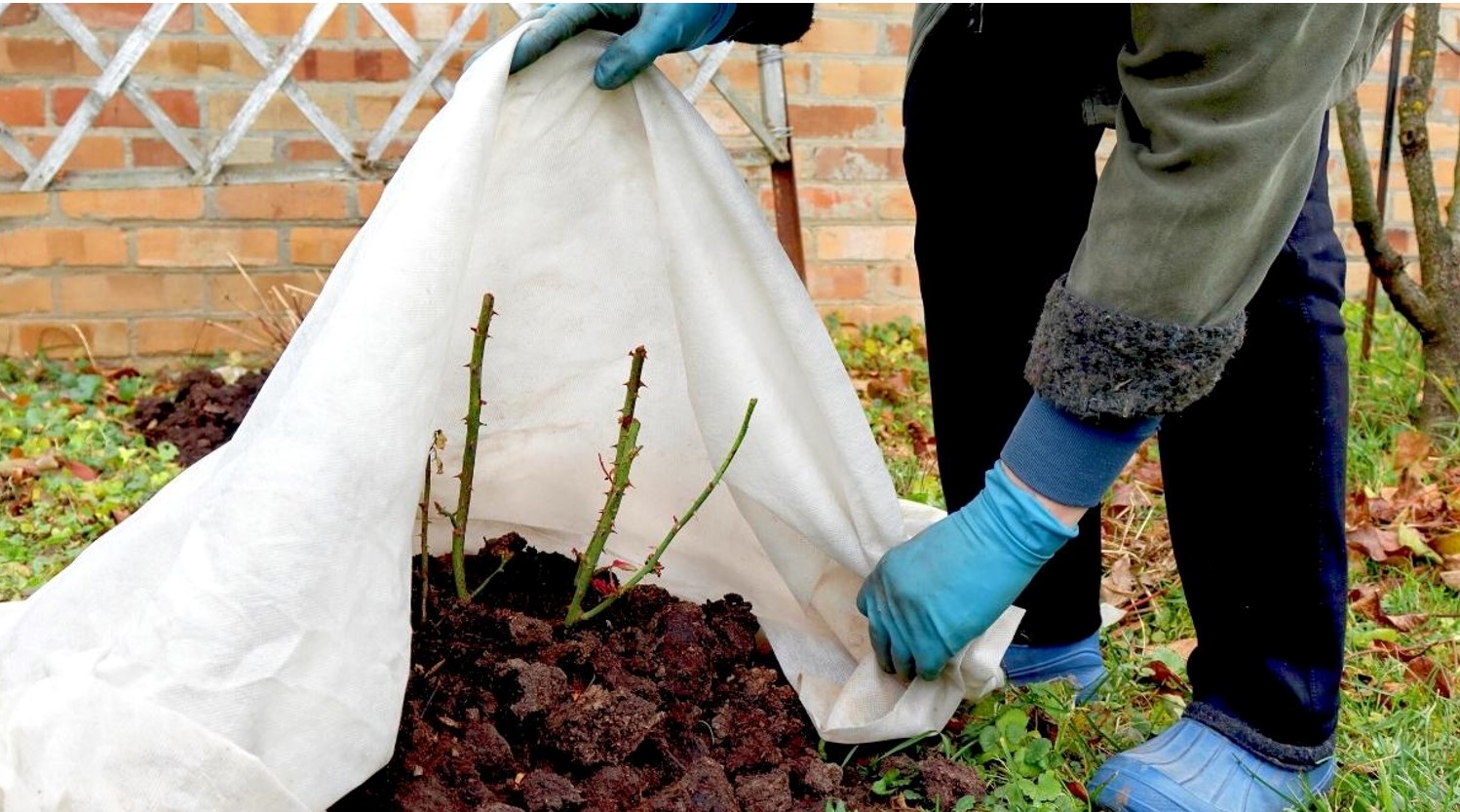 Winterize your garden - Protect your plants