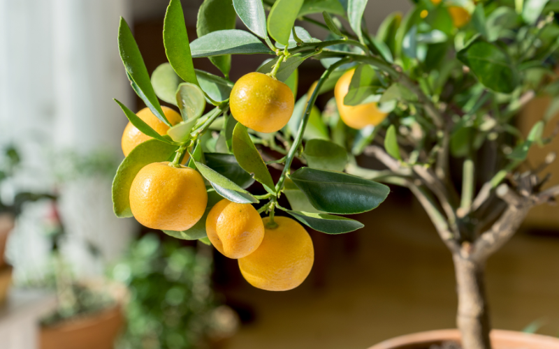 5 Tips for Vegetable Gardening on your Windowsill in Winter - Citrus Plant