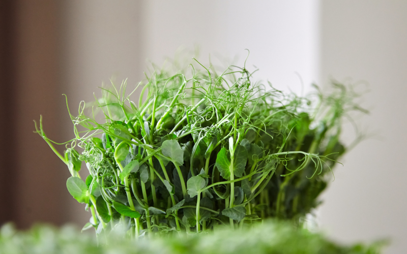 5 Tips for Vegetable Gardening on your Windowsill in Winter - Pea sprouts