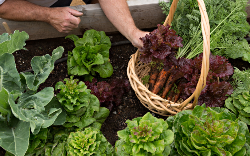 Vegetable Gardening for Beginners - Harvesting