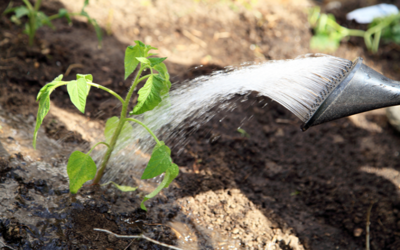 Vegetable Gardening for Beginners - Watering Plants