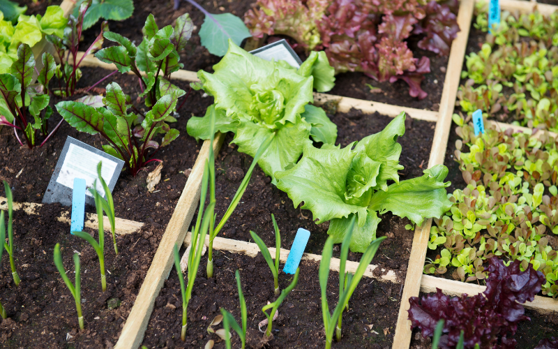 Vegetable Gardening for Beginners