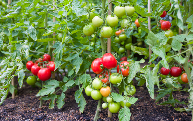 How far apart to plant tomatoes