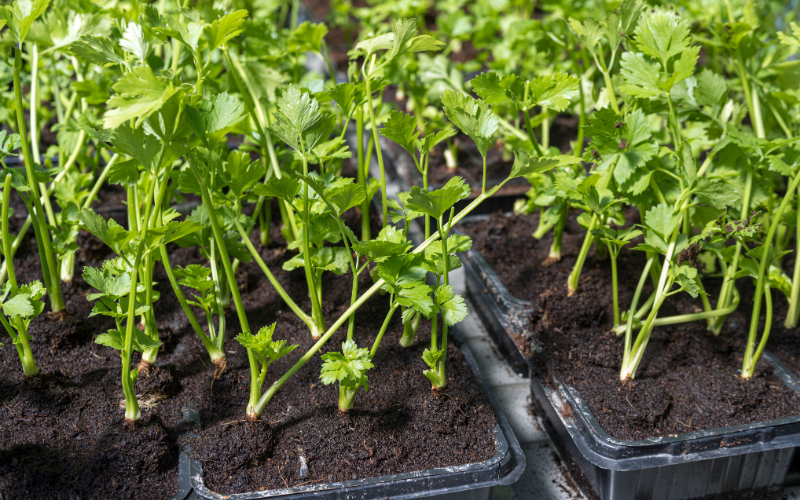 How to plant Parsley - Parsley care