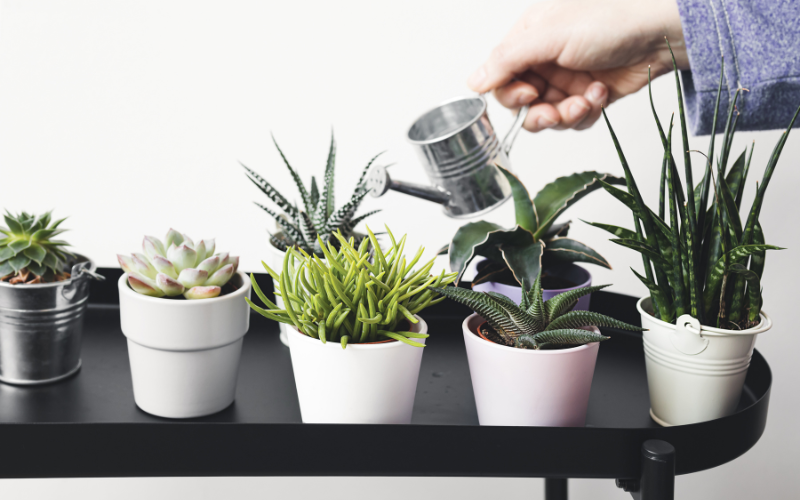 How to water Cacti