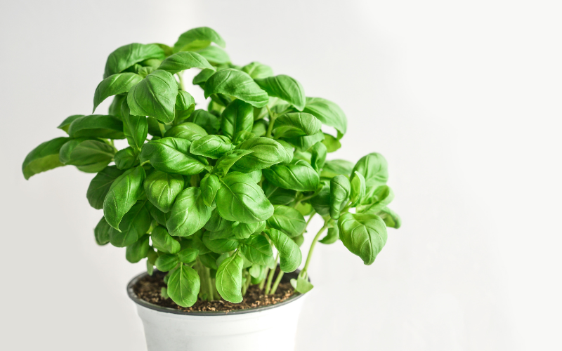 How to grow herbs indoors Basil