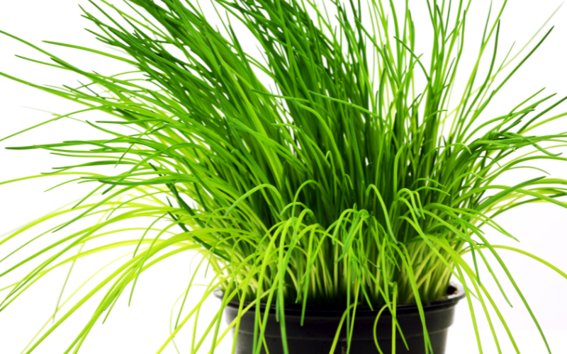 How to grow herbs indoors - Chives