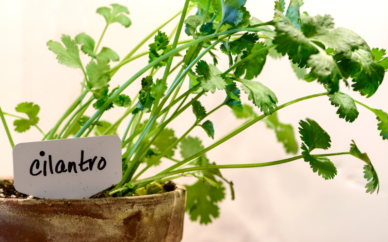 How to grow herbs indoors - Cilantro