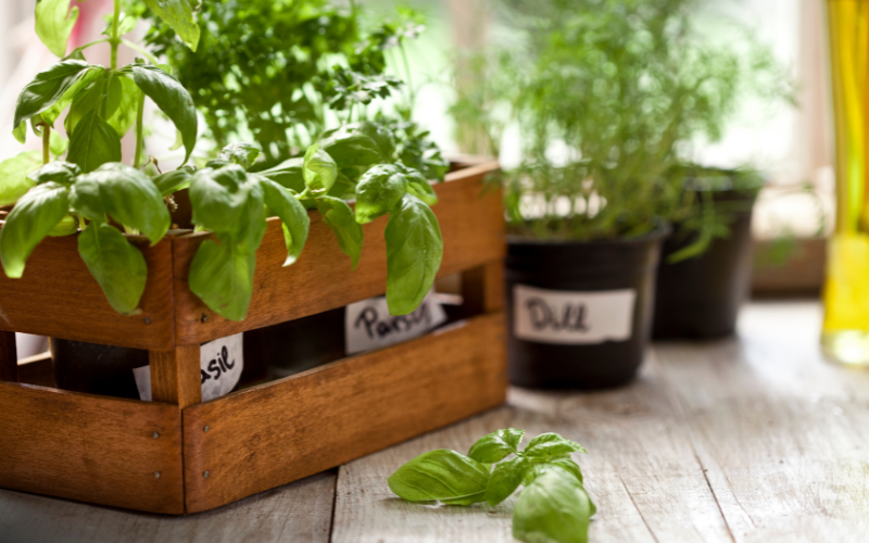 How to grow herbs indoors - Indoor Herb Garden