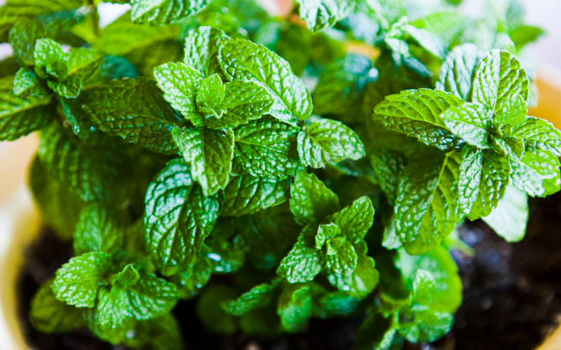 How to grow herbs indoors - Mint