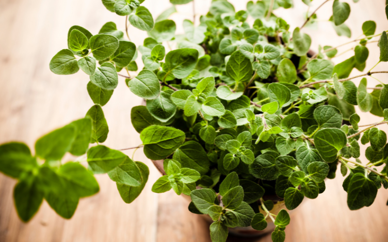 How to grow herbs indoors - Oregano