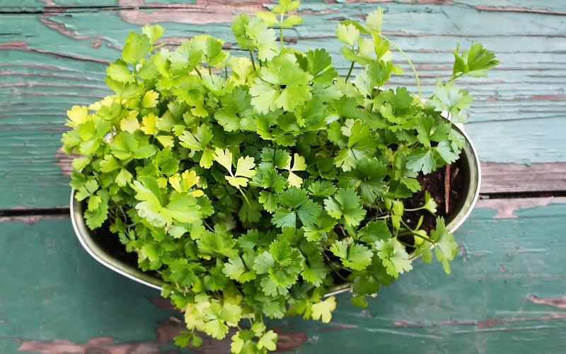 How to grow herbs indoors - Parsly