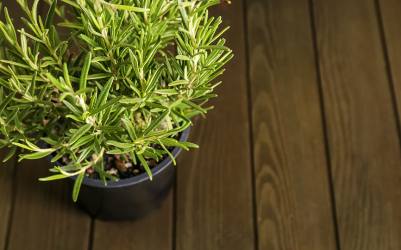 How to grow herbs indoors - Rosemary