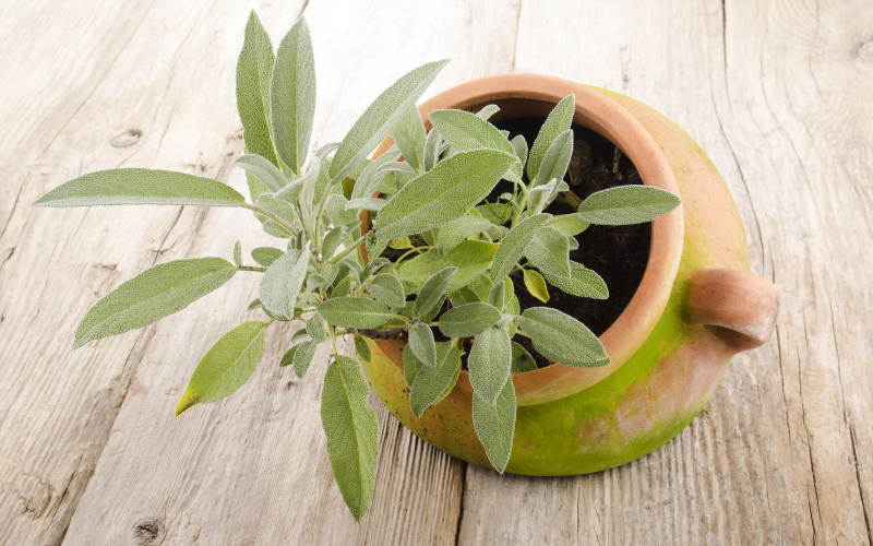 How to grow herbs indoors - Sage