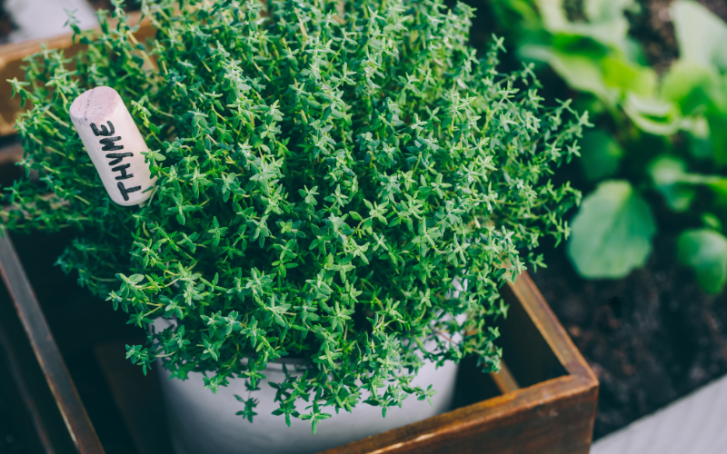 How to grow herbs indoors - Thyme