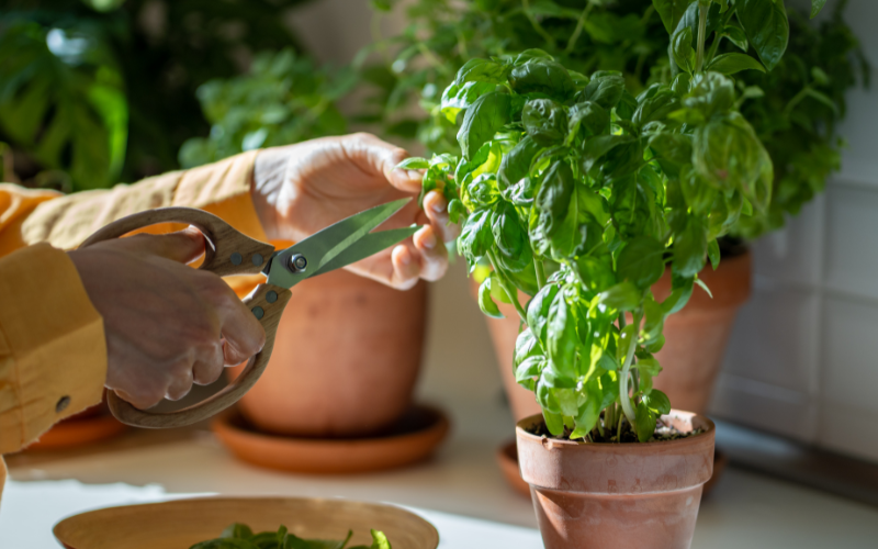 How to grow your herbs indoors - Pruning and Harvesting Your Indoor Herbs