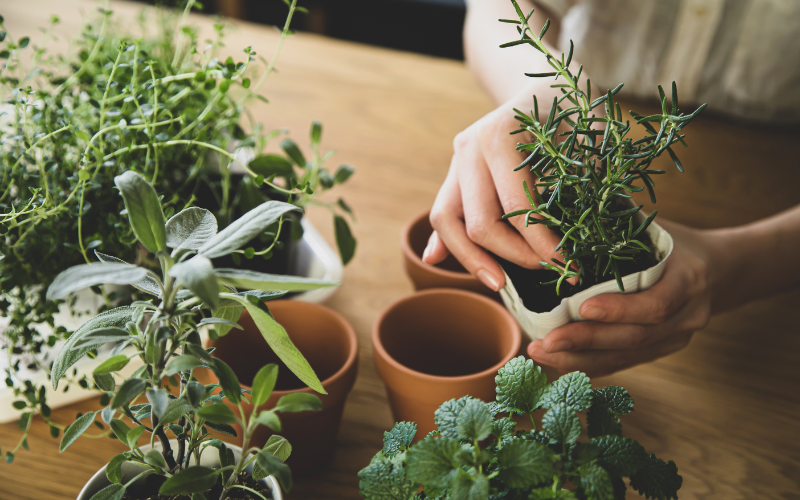 How to grow your herbs indoors - Transplanting Herb Seedlings Indoors