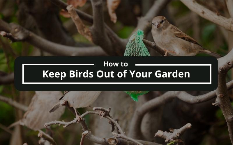 How to Keep Birds Out of Your Garden