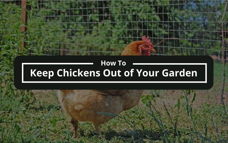 How to Keep Chickens Out of Your Garden