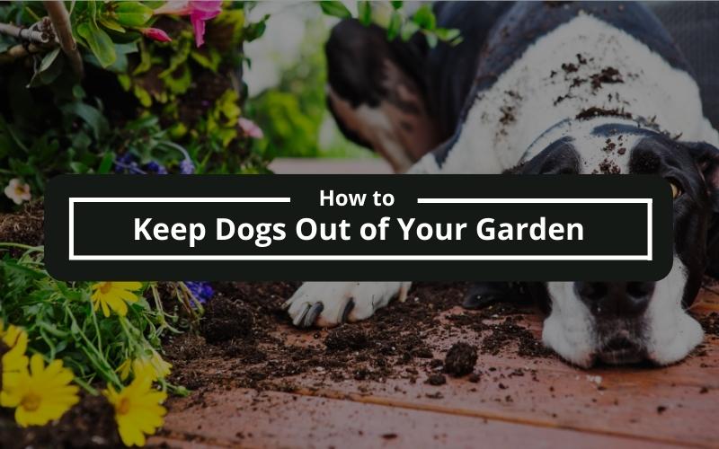 How To Keep Dogs Out Of Your Garden 7 Easy Tips To Help Exclusive 