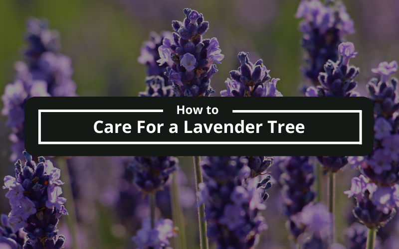 How to Care for a Lavender Tree
