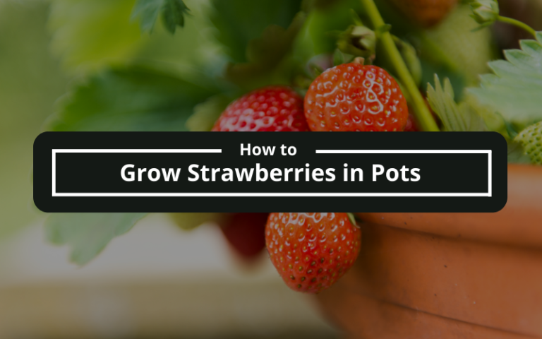 How to Grow Strawberries in Pots: The Best Guide for Beginners