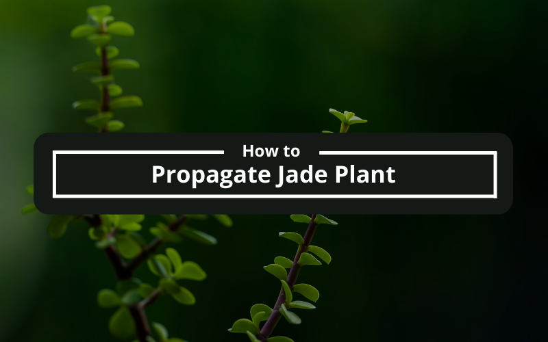 How to Propagate Jade Plant A Step-by-Step Guide