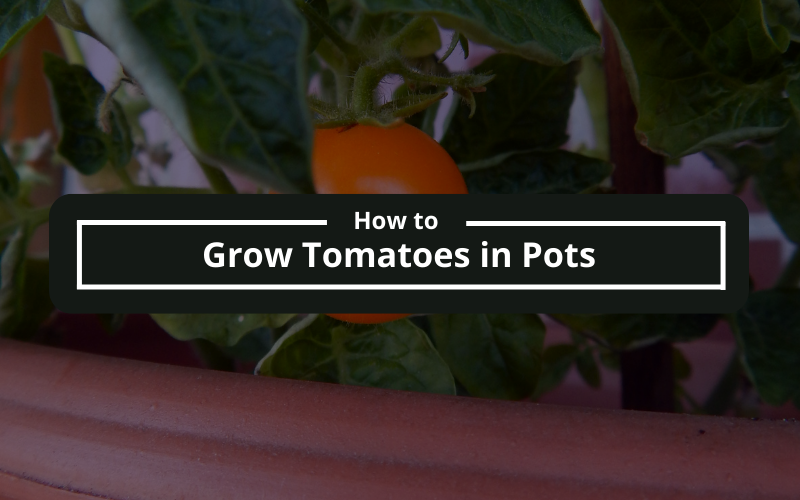 How to grow tomatoes in pots