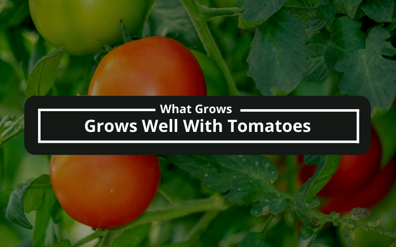 What Grows Well With Tomatoes