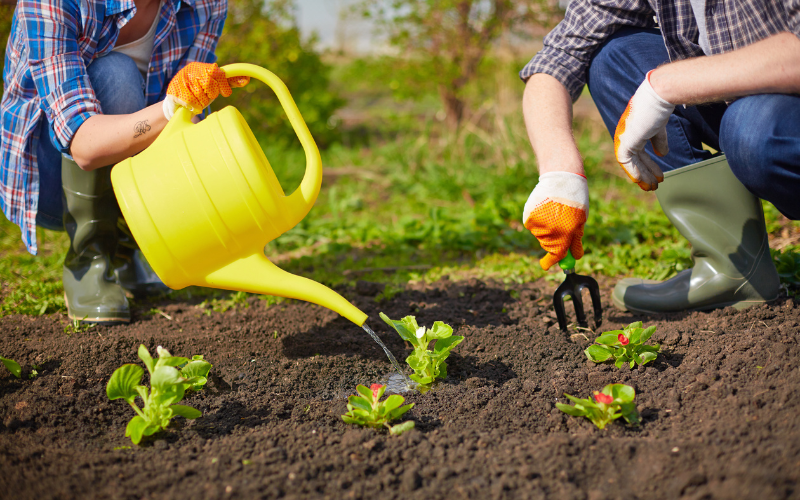 Check Out 5 Tips on How to Take Care of the Garden