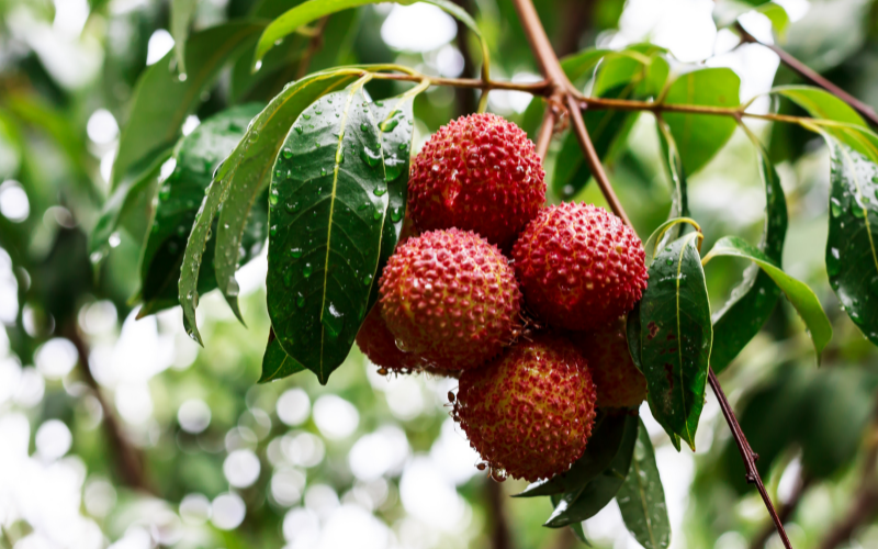How to Plant Lychee in a Seeded Pot