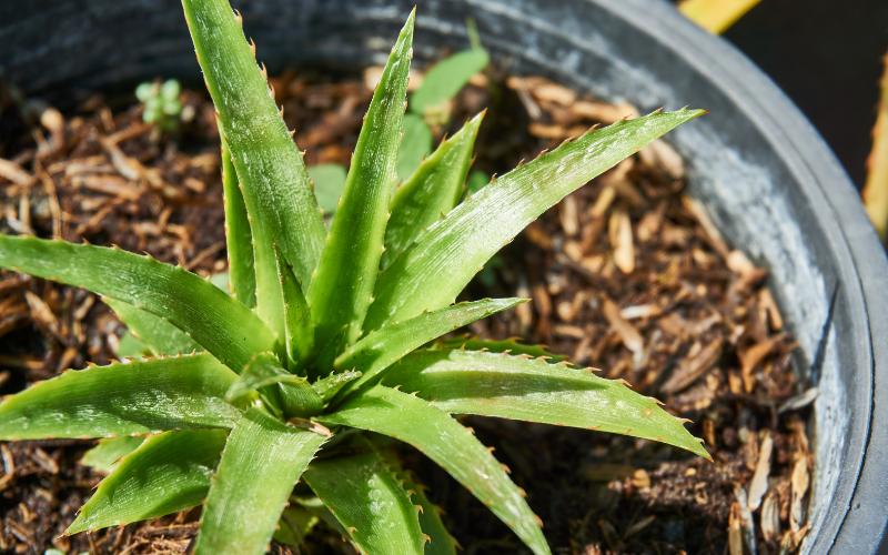 How to Plant Pineapple in a Pot or in the Ground
