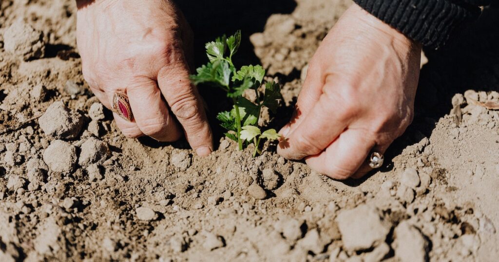 sun-resistant plants for the garden