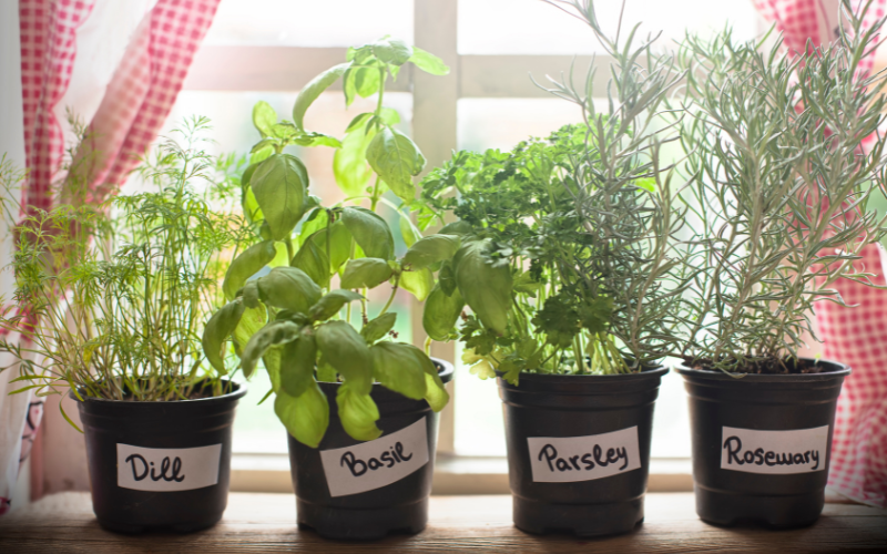 How to Grow Herbs Indoors