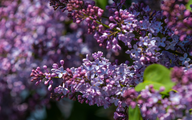 When to Trim Lilac Bushes